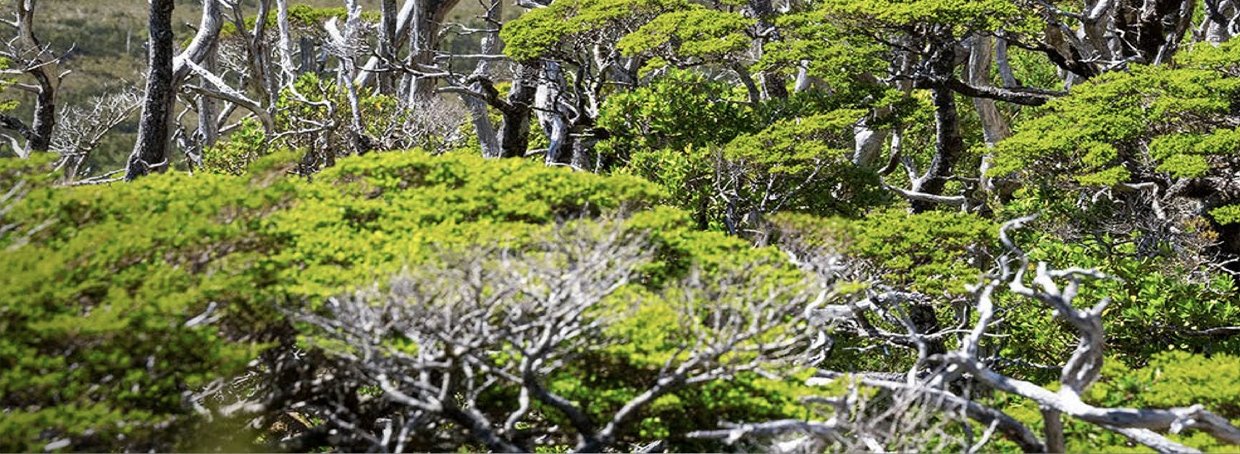 Bosque primario y clima austral de Isla Virgen, archipiélagos de Aysén